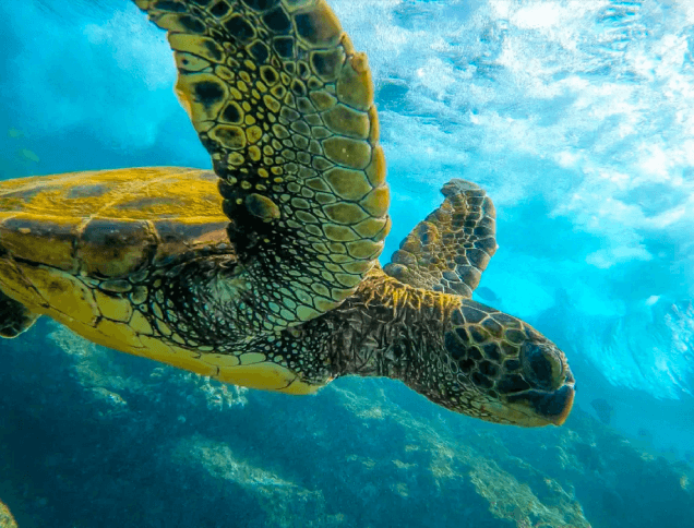 A photo of a sea turtle underwater