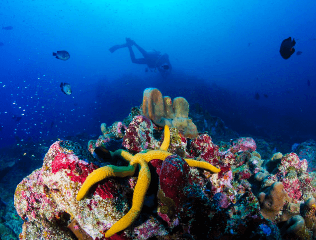 An Underwater diving photo of Danajon Bank double Barrier reef.