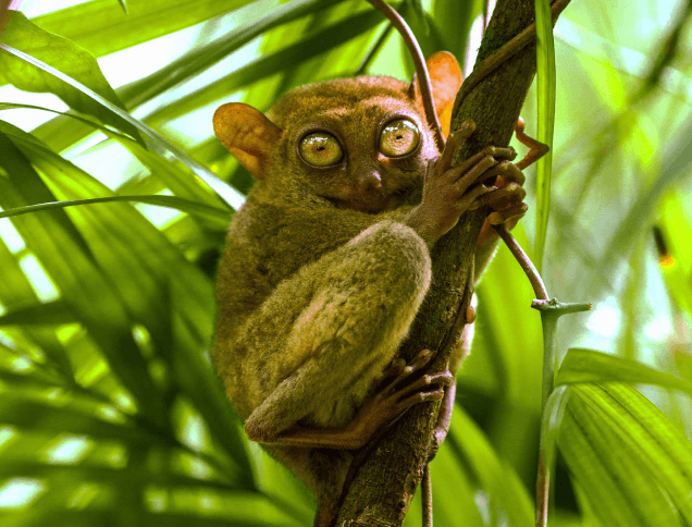 A photo of a Tarsier hugging on a branch of tree