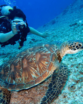 A photo of a diver taking a photograph of a sea turtle